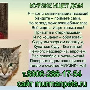 Полосатый котик Мурзик ищет дом